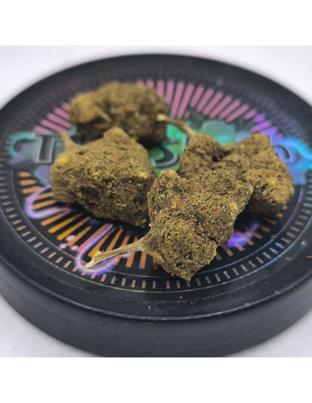 Cheese microbuds CBD 1