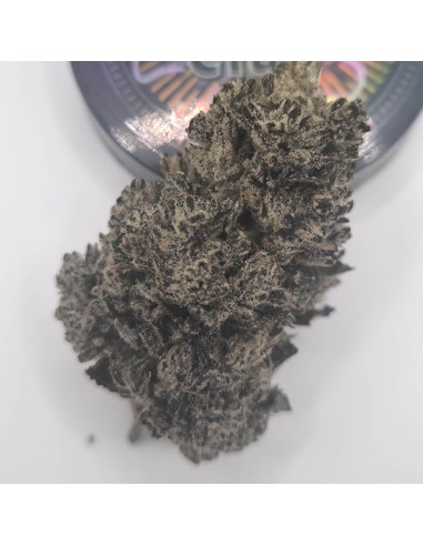 Blue Cheese BIG CBD Indoor zoom