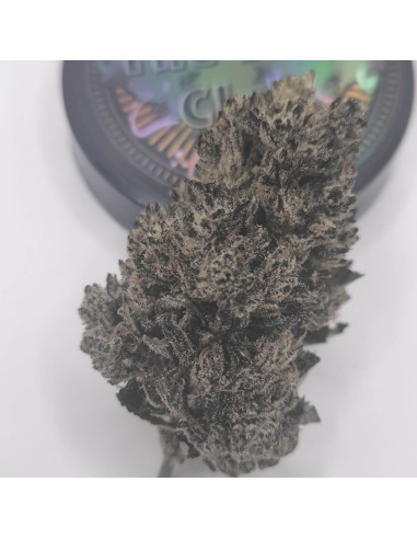 Blue Cheese BIG CBD Indoor view