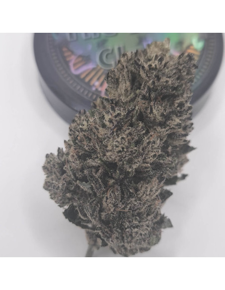 Blue Cheese BIG CBD Indoor view