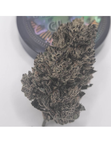 Blue Cheese BIG CBD Indoor side