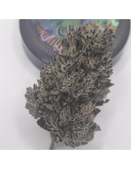 Blue Cheese BIG CBD Indoor side