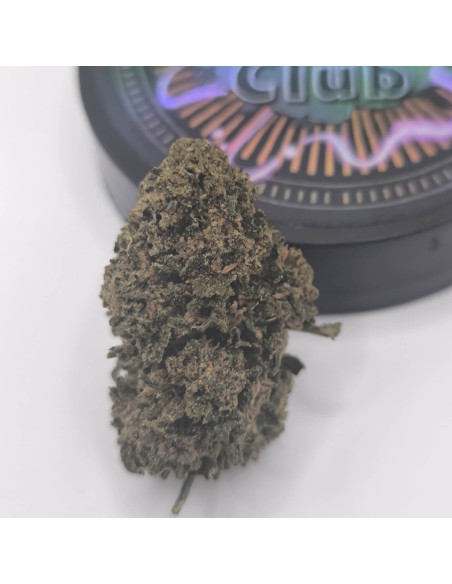 Cannapunch CBD BIG Indoor zoom