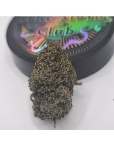 Cannapunch CBD BIG Indoor ext