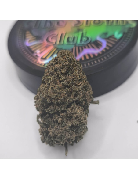 Cannapunch CBD BIG Indoor ext