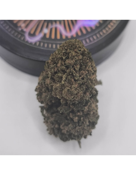 Cannapunch CBD BIG Indoor view